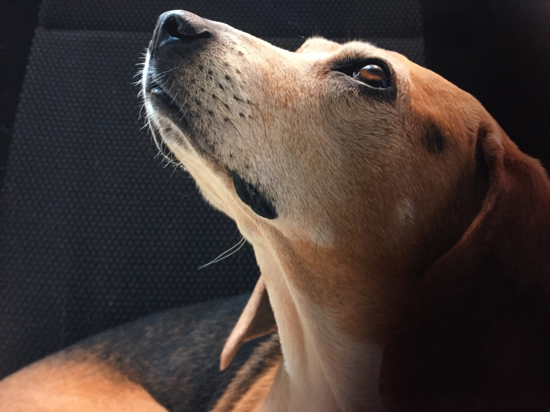 Veterinaria-cane-genova-medicina-alternativa-cane